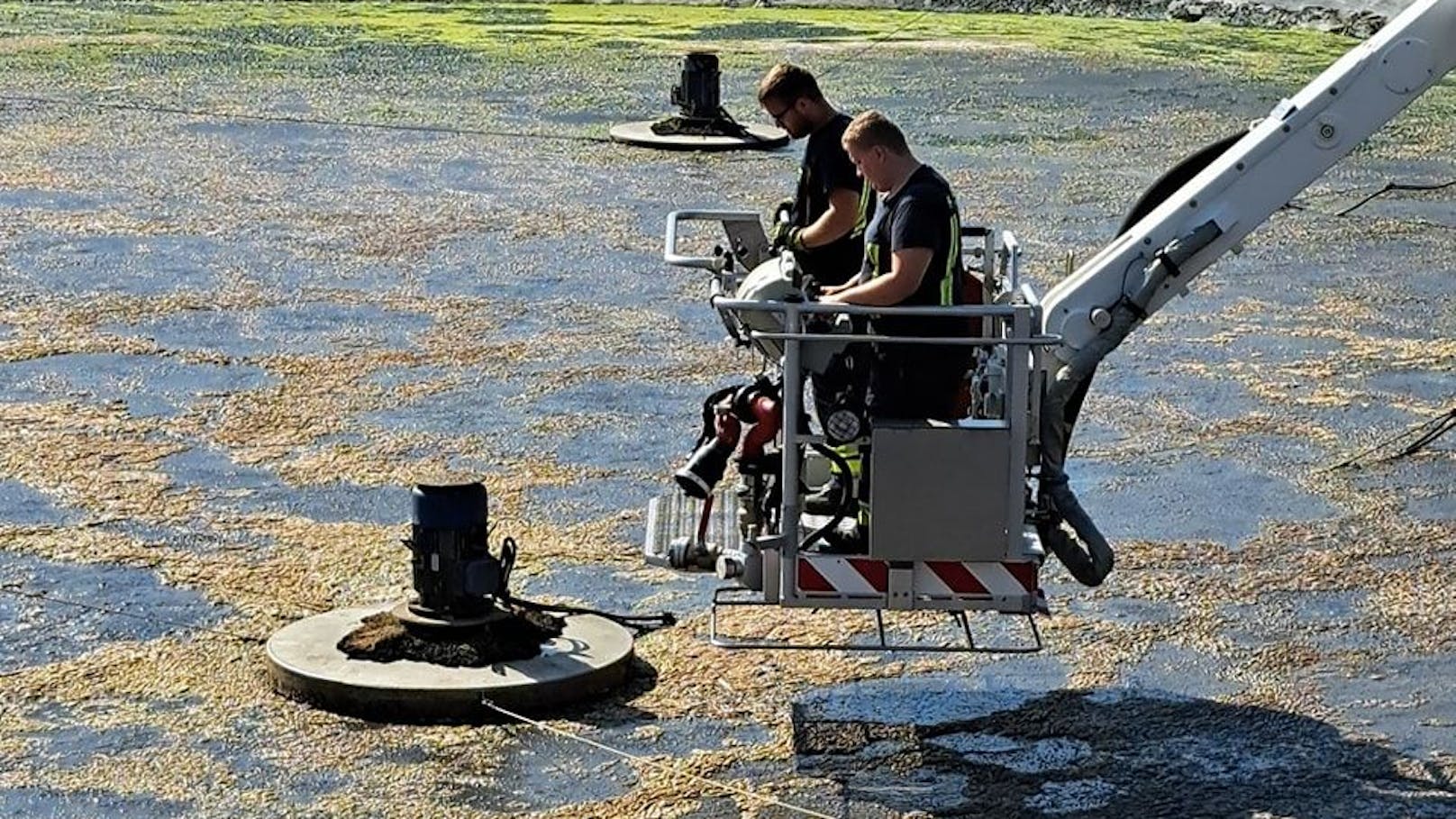 Feuerwehr rettete Jungfalken aus Kläranlage.