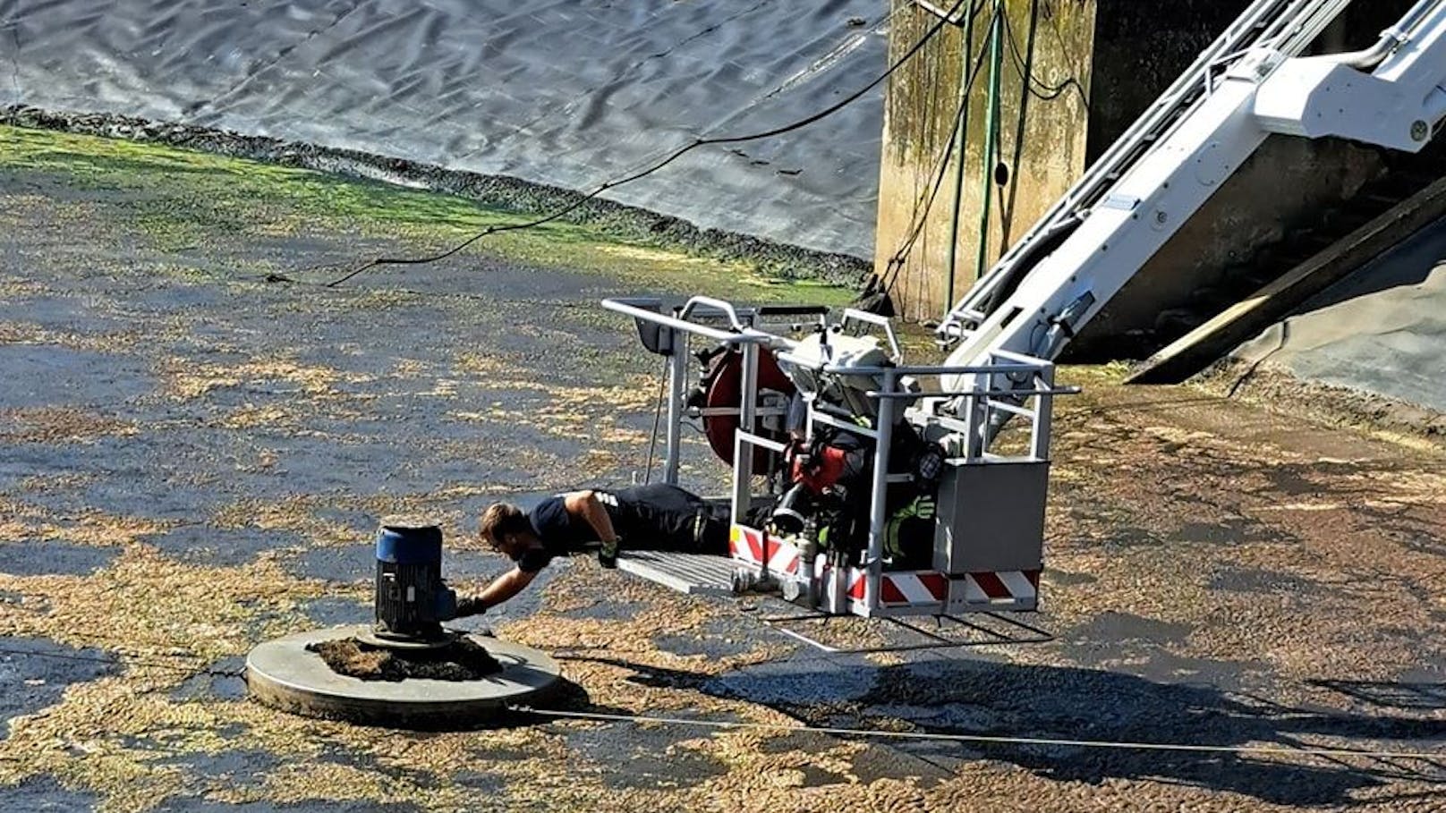 Feuerwehr rettete Jungfalken aus Kläranlage.