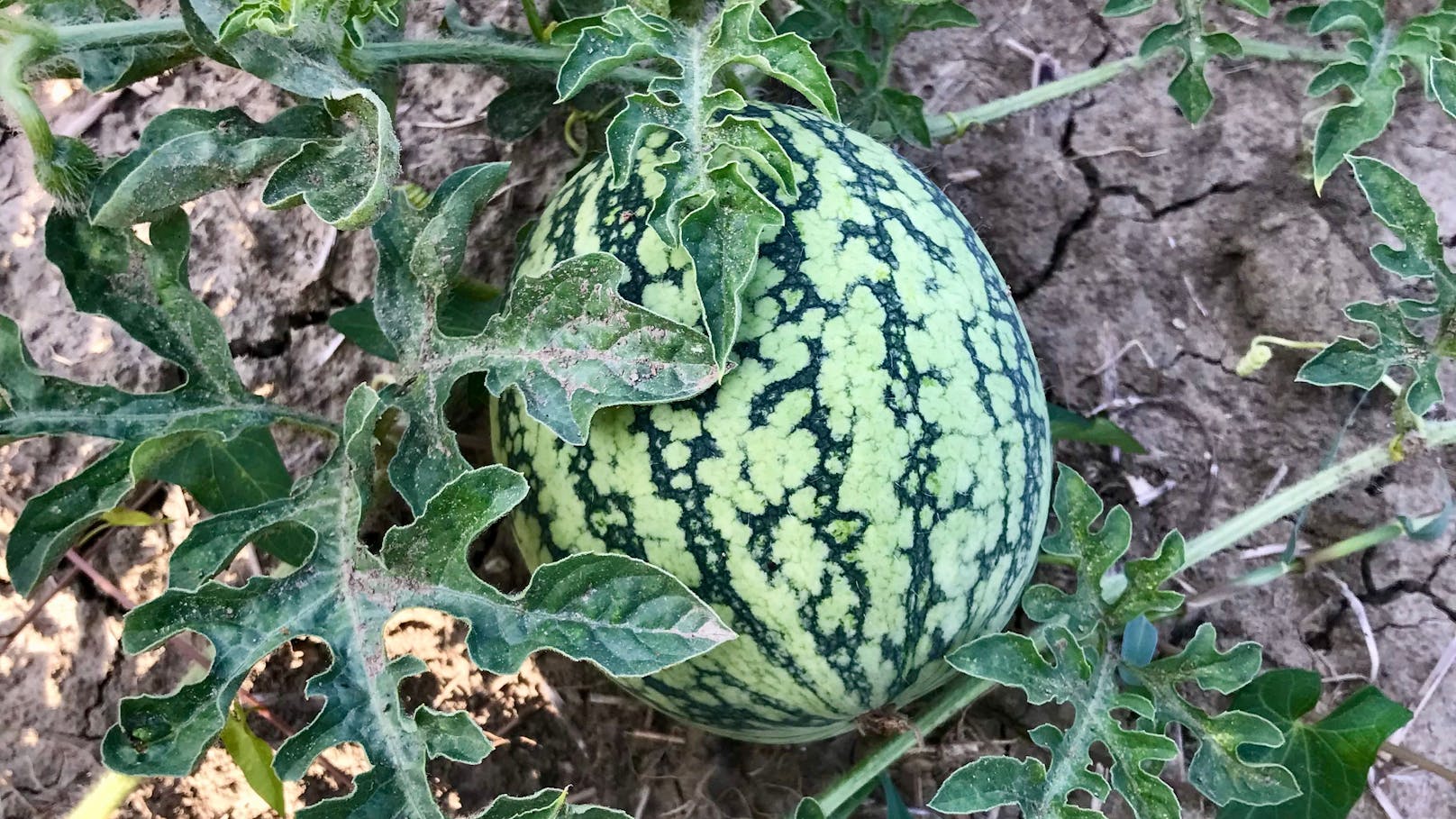 Eine Wassermelone wiegt zwischen 12 und 25 Kilogramm.