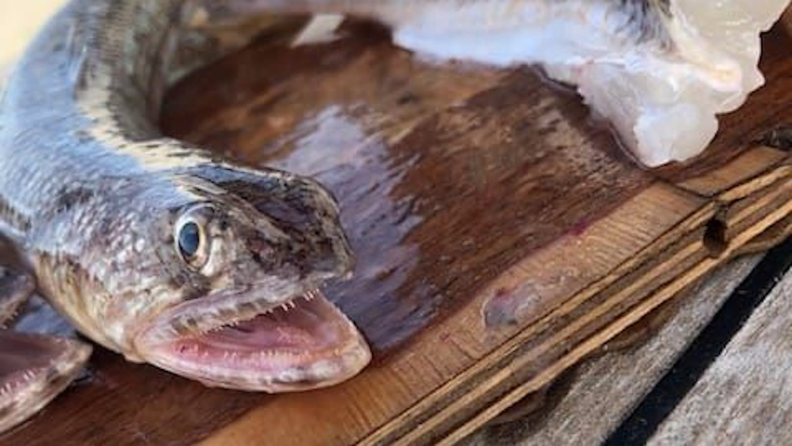 Fischer zieht furchteinflößende Kreaturen aus der Adria