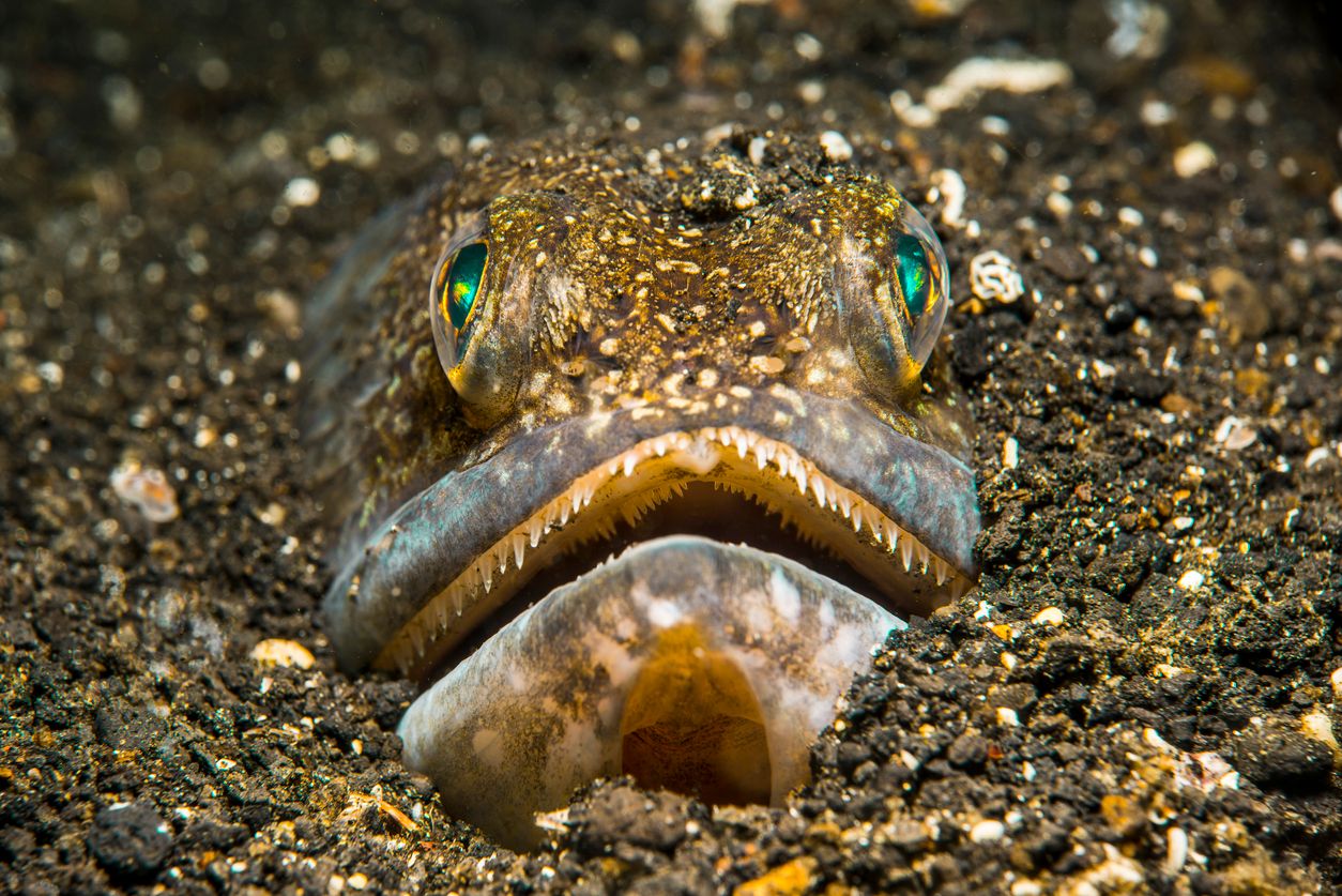 Eidechsenfische haben ein Maul und eine Zunge voller spitzer, nadelartiger Zähne.