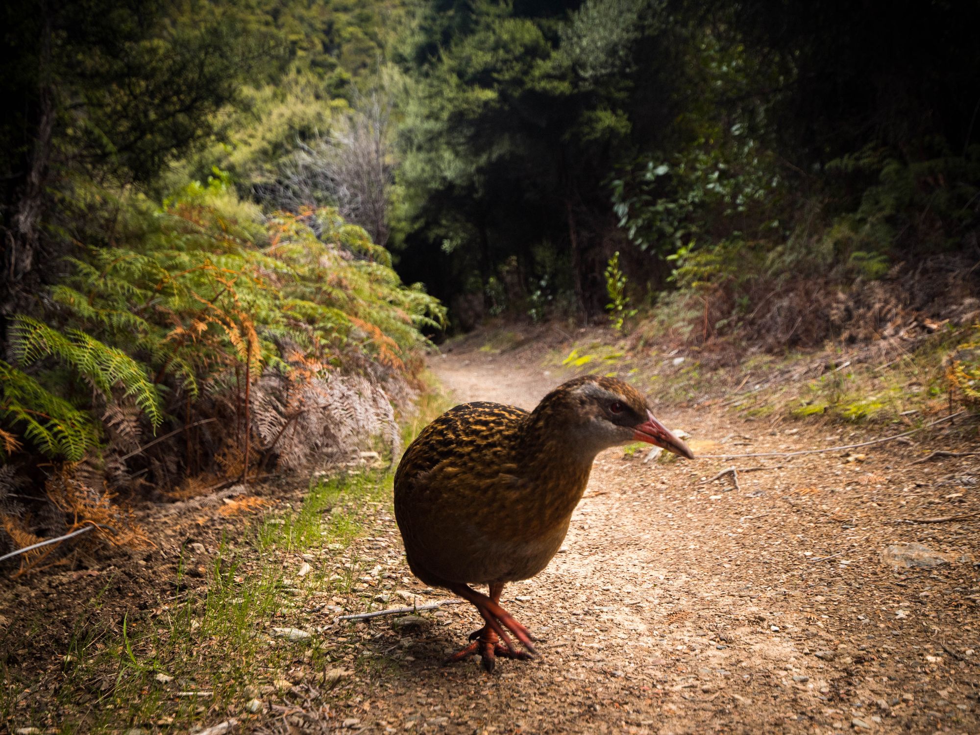 Die Neugierde des Tieres wurde ihm wohl zum Verhängnis.