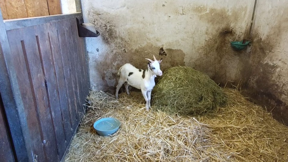 Ziegenbock Andreas wurde in letzter Sekunde gerettet.