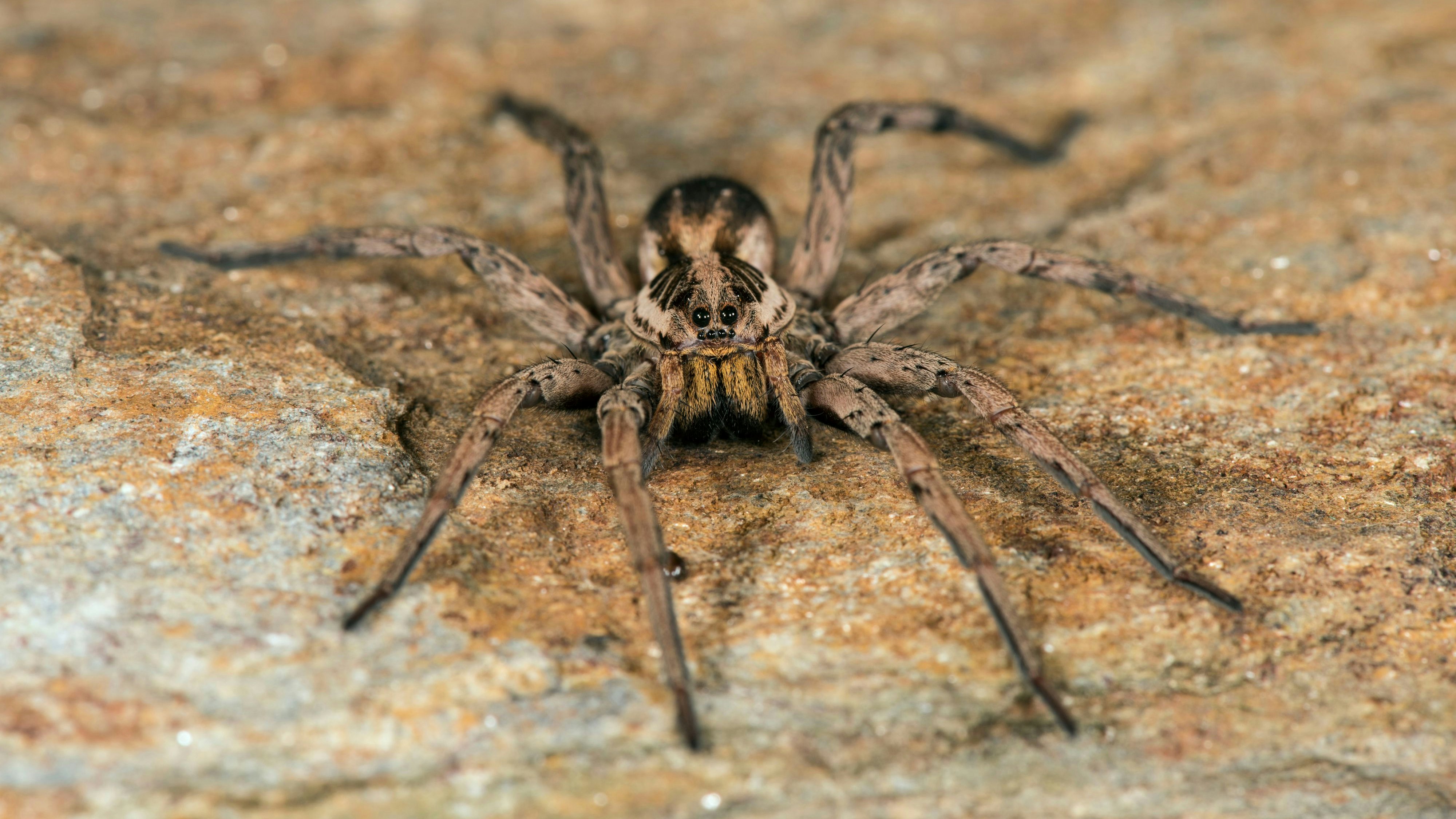Download von www.picturedesk.com am 23.07.2024 (15:33).  Wolf Spider female Date: - 20160912_PD11415 - Rechteinfo: Rights Managed (RM)