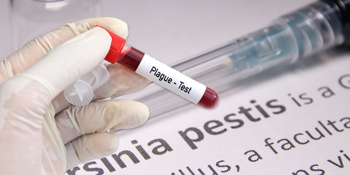 Die Pest ist eine bakterielle Infektion, die durch das Bakterium Yersinia pestis verursacht wird.