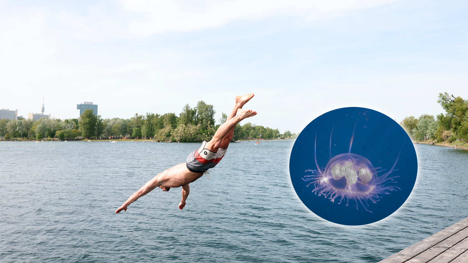 Beim Sprung in die Neue oder Alte Donau muss aktuell mit Quallen gerechnet werden. (Symbolbild)