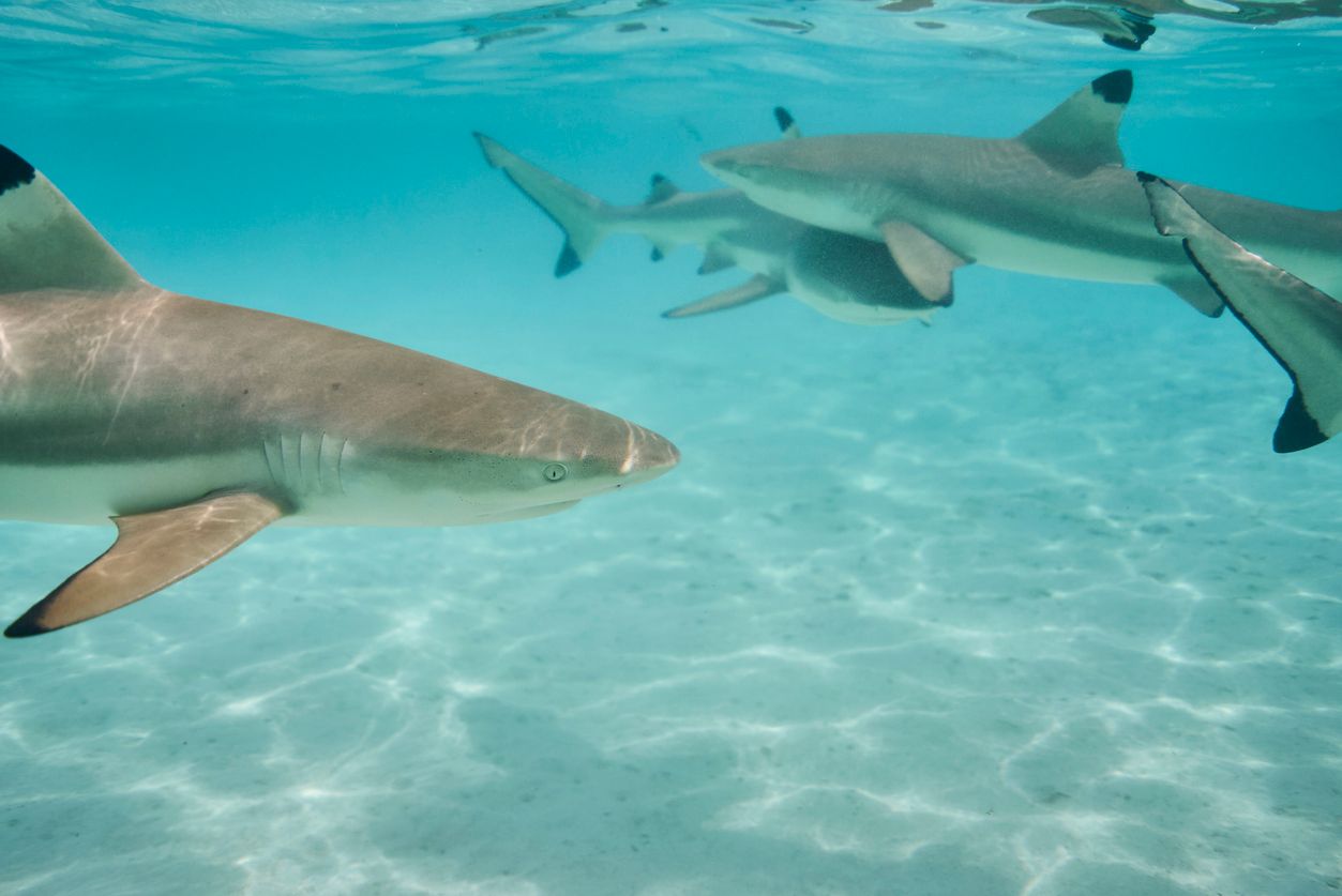 Scharfnasenhaie vor der Küste Rio de Janeiros sind unfreiwillige Kokainkonsumenten, wie eine aktuelle Studie belegt.