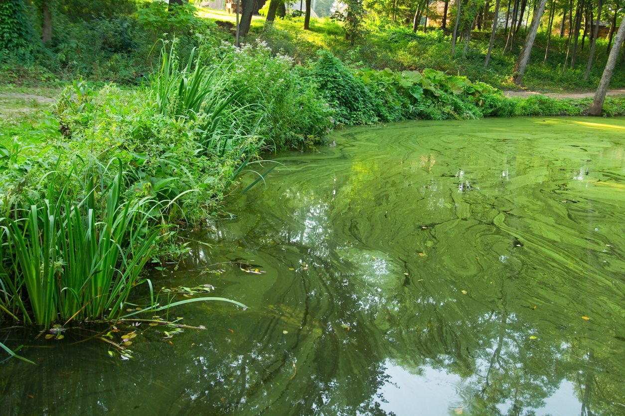 Ein Blaualgen-Teppich ist zum Glück gut zu erkennen.