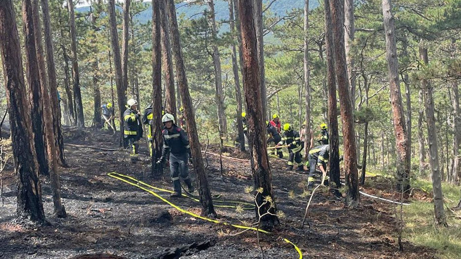 Feuerwehren bekämpften Waldbrand im Bezirk Baden