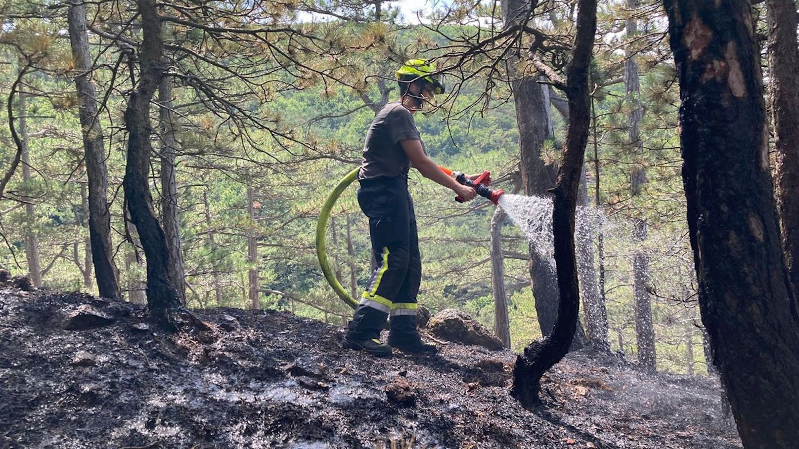 Feuerwehren bekämpften Waldbrand im Bezirk Baden