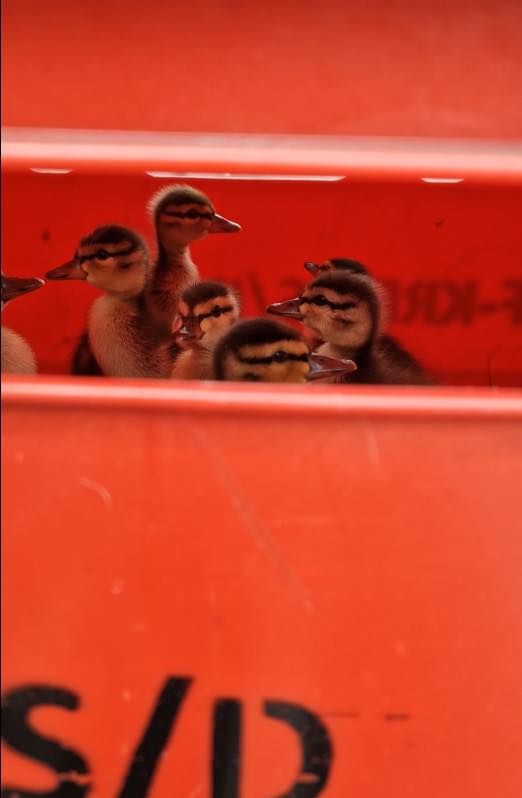 Die Küken wurden eingefangen und versorgt, die Mutter holte sie dann später von der Kremser Feuerwehr ab.