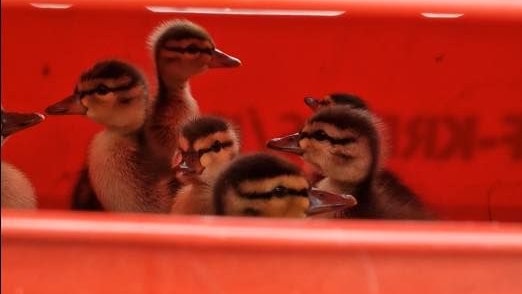 Die Küken wurden eingefangen und versorgt, die Mutter holte sie dann später von der Kremser Feuerwehr ab.