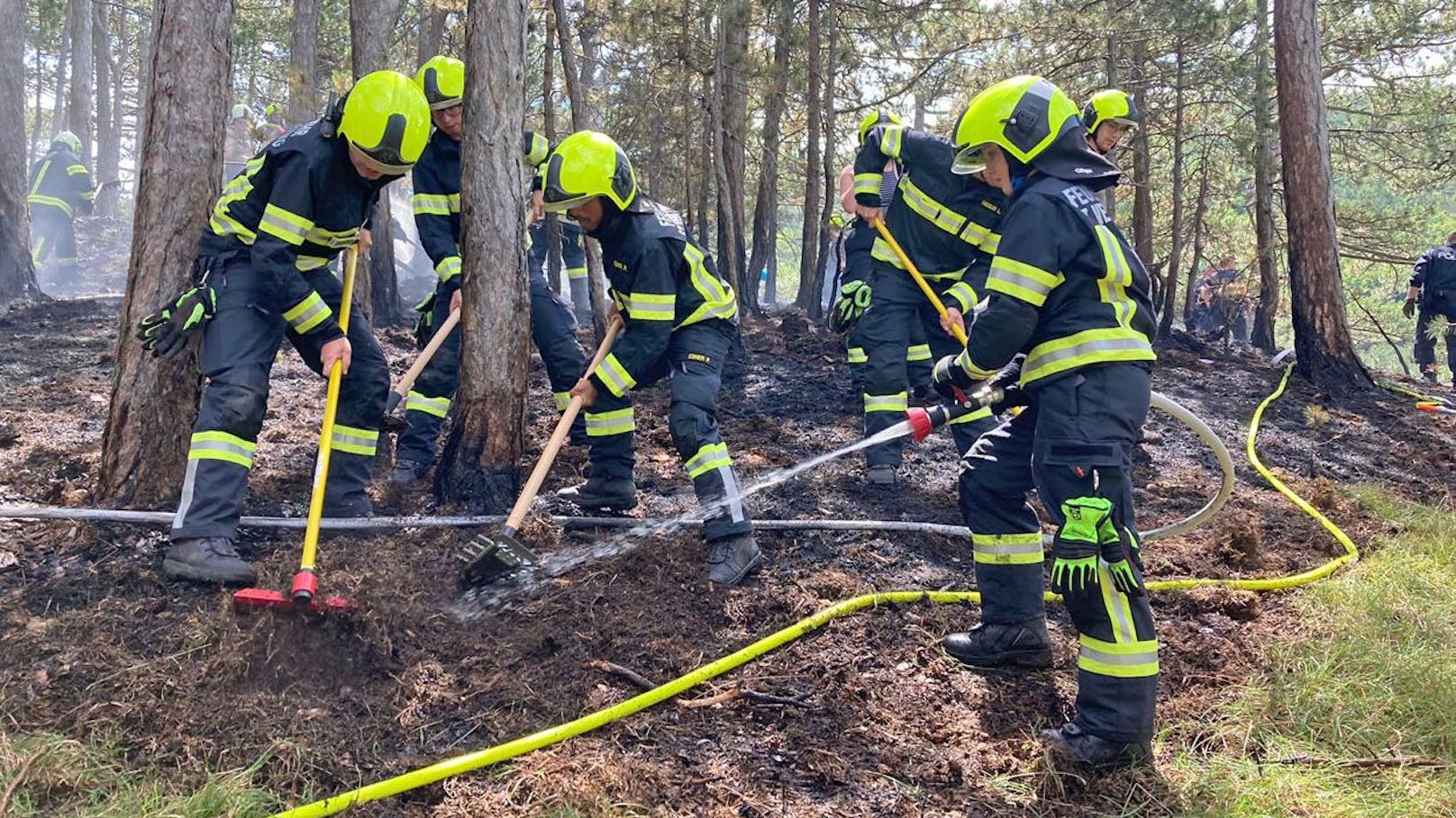 Feuerwehren bekämpften Waldbrand im Bezirk Baden