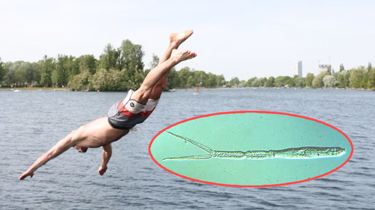 Bei den hohen Temperaturen kommt es zu mehr Hautausschlägen bei den Badegästen an der Donau. Grund dafür sind Saugwürmer-Larven.