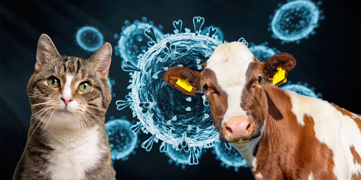 Die Sequenzierung des gesamten Genoms des Virus zeigt eine Übertragung von Säugetier zu Säugetier. Gerade dort könne sich das Virus gut anpassen.