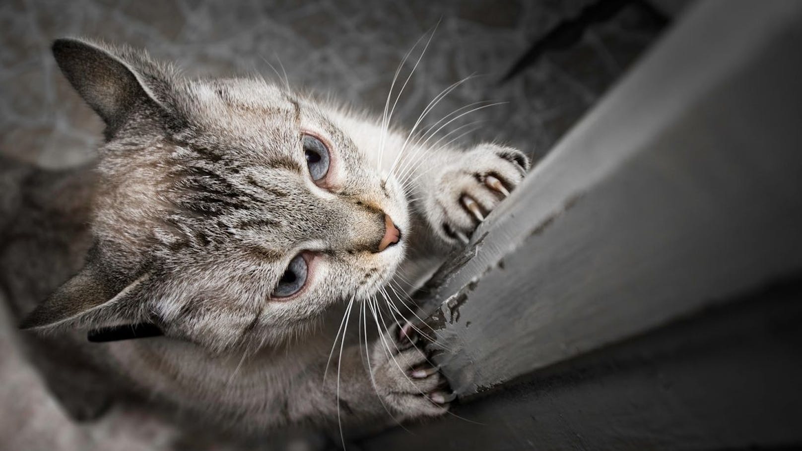 So verhinderst du, dass deine Katze Dinge zerstört