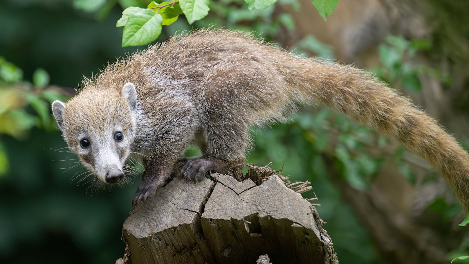 Die kleine Gauner teilen sich jetzt mit den Brillenbären ein wunderbar, großes Gebiet im Tiergarten. 