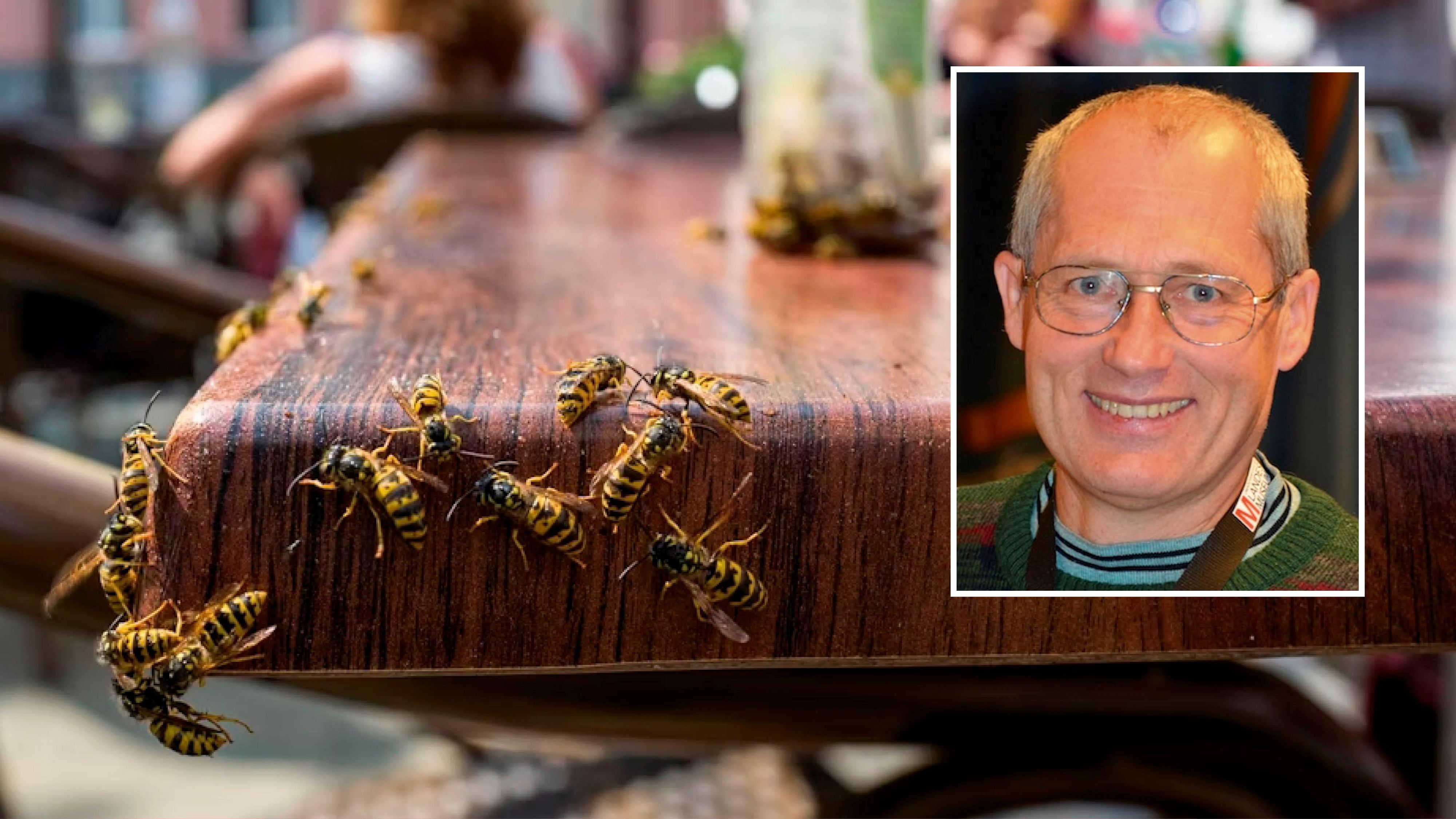 2024 entwickelt sich als starkes Wespenjahr. Entomologe Martin Schwarz erklärt den richtigen Umgang mit den Insekten.