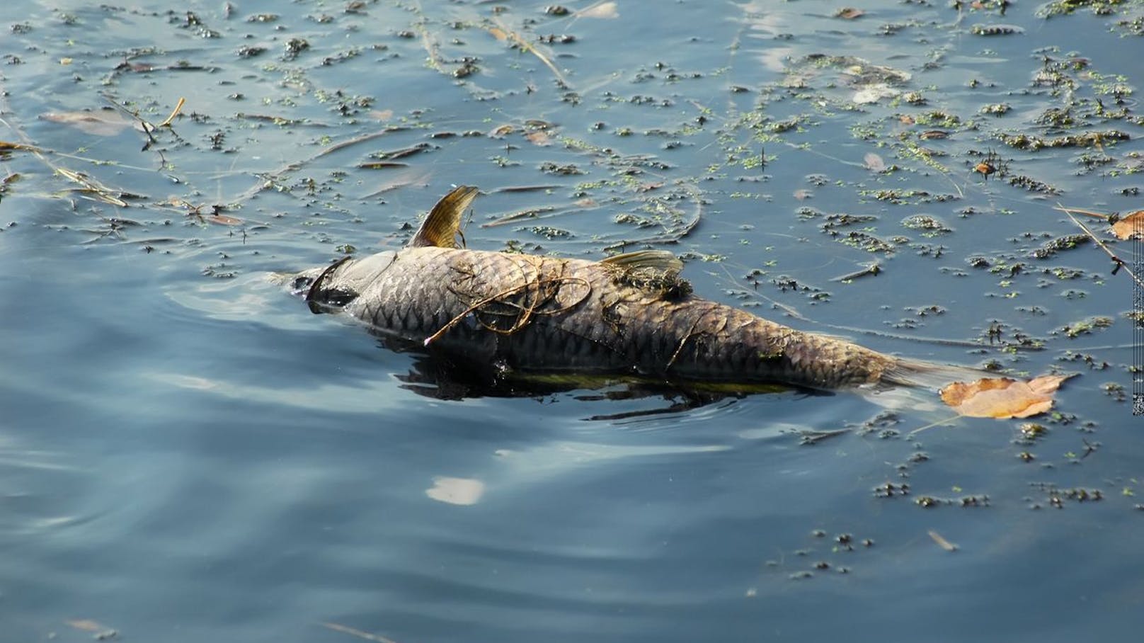 Fischsterben in Teich – Spaziergänger schlugen Alarm