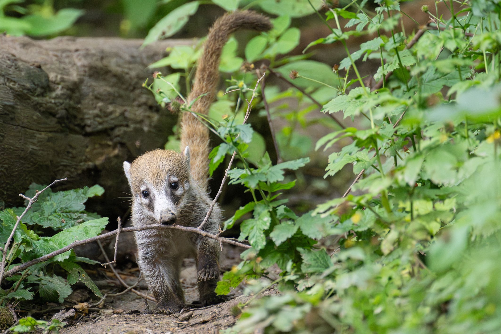 Die kleinen Weißrüssel-Nasenbären sind entzückend!