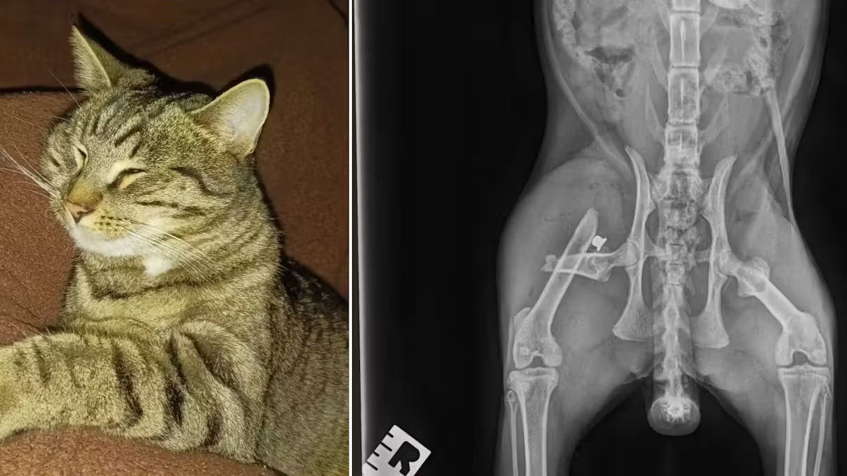 In Oberösterreich wurde eine Katze angeschossen. Das Foto zeigt einen ähnlichen Fall in NÖ.