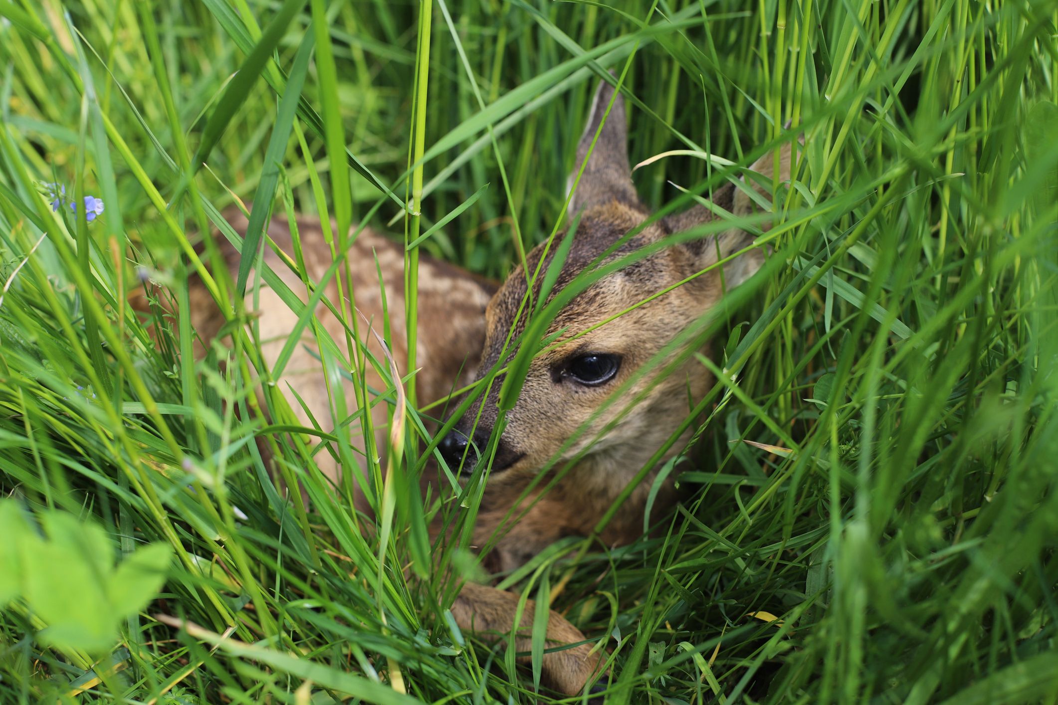 Rehkitze sind im dichten Gras sehr schwer aus dem Traktor-Führerhaus zu erkennen. (Symbolbild)
