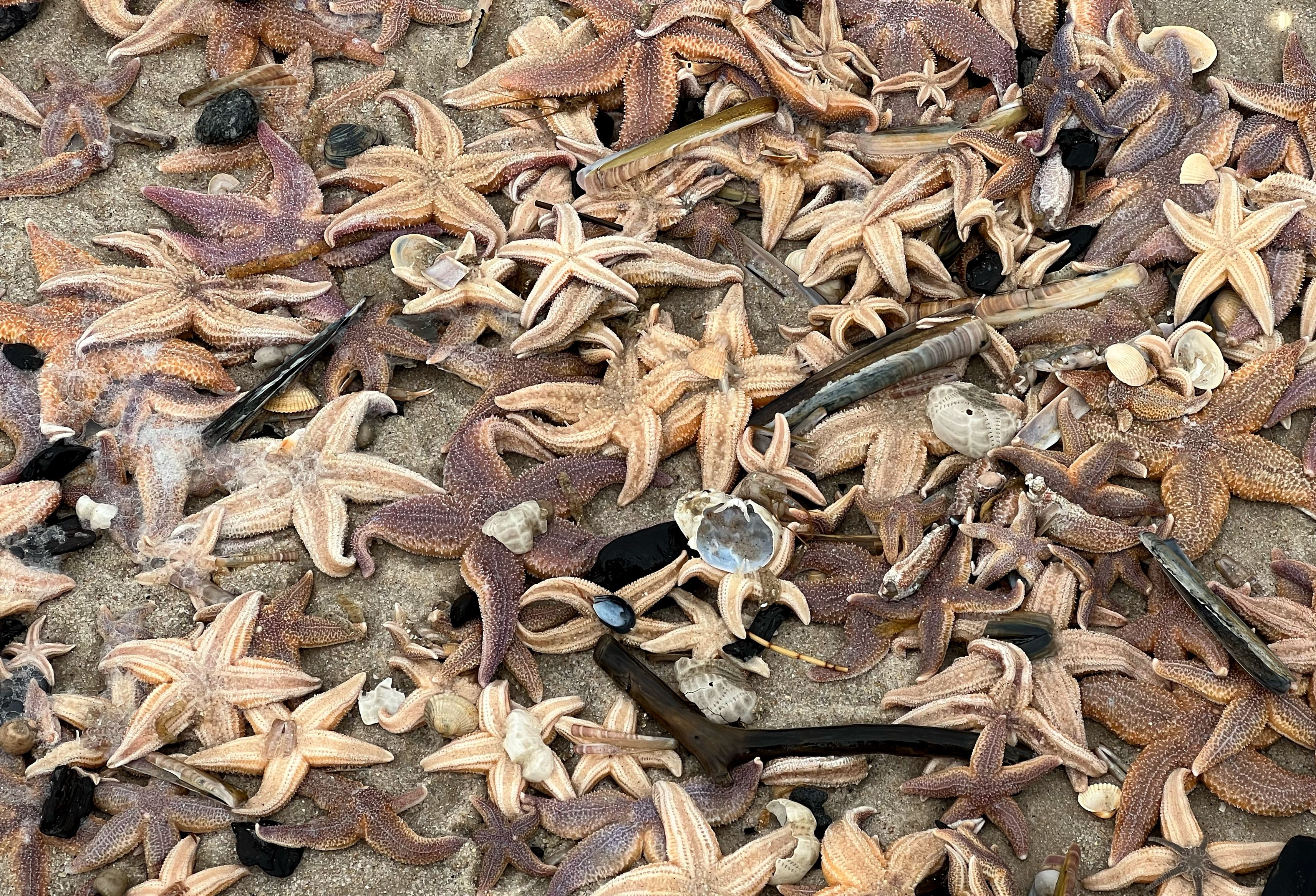 Traurig! Tausende Seesterne säumen den Stand auf Sylt.