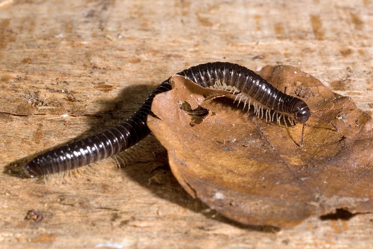 Der Tausendfüßler galt bereits seit fast 130 Jahren als ausgestorben.