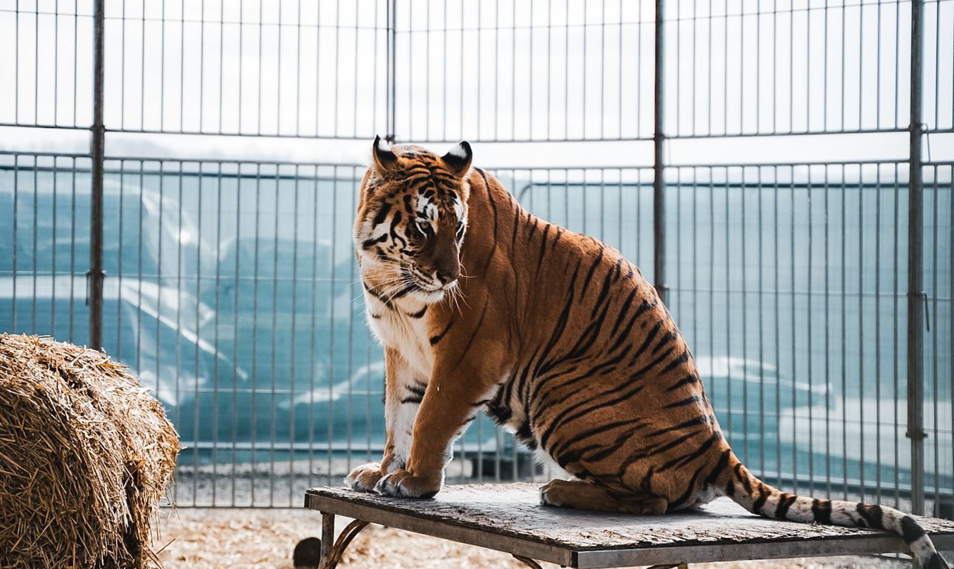 Am 29. Juli ist der internationale Tag des Tigers.