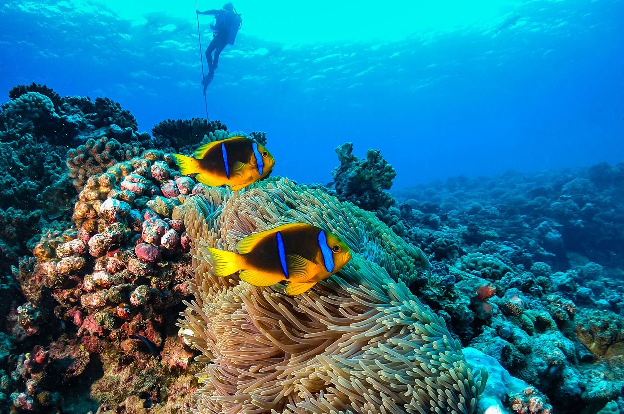 Die Korallenriffe vor Tahiti sind schützenswerte Unterwasserjuwelen.