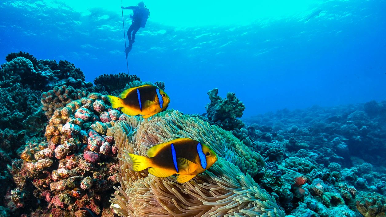 A diver stands in it safe stop before surfacing in the meantime a couple of clown fishes hover in the reef.