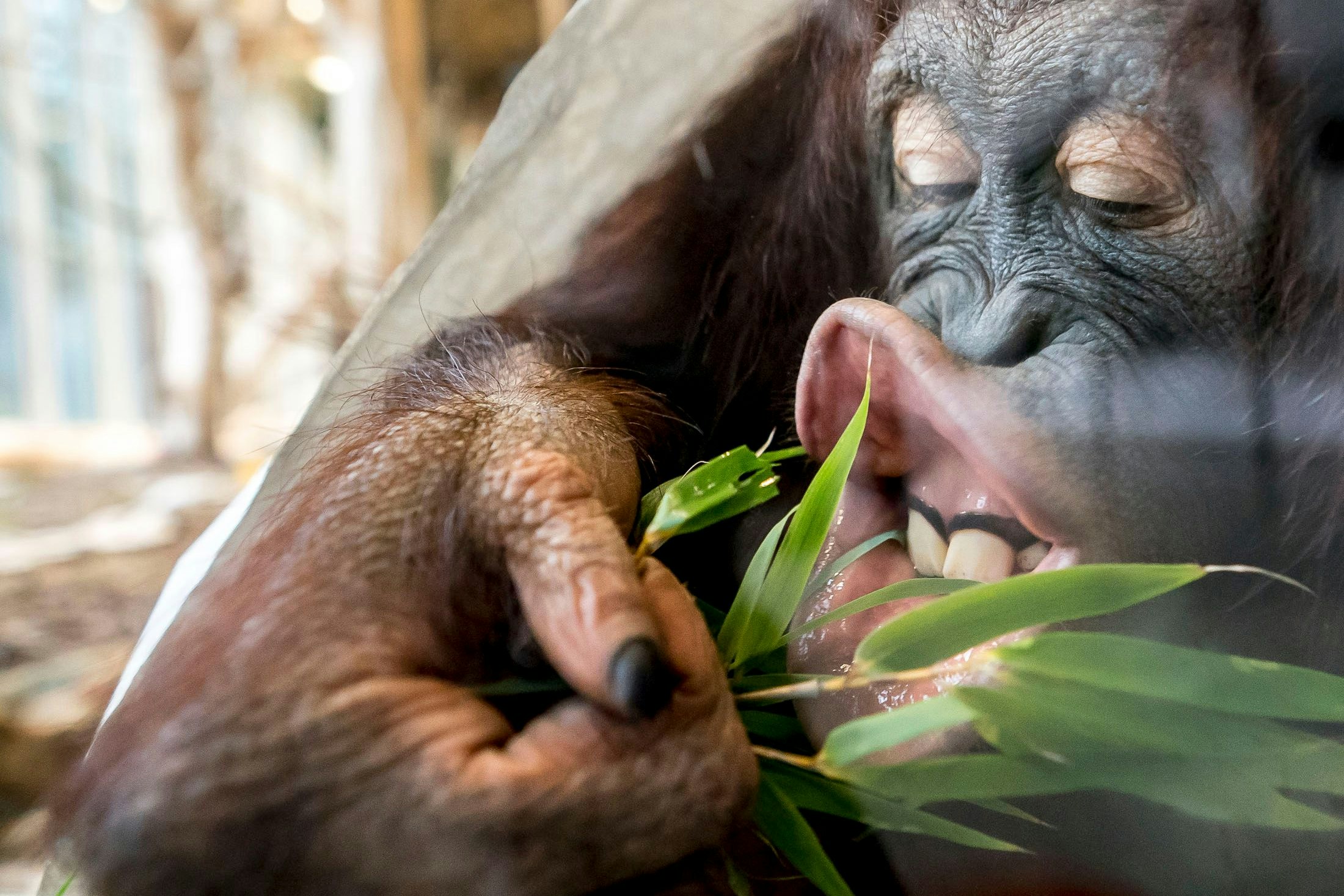 Mahlzeit! Der erste Tag nach dem Lockdown im Tiergarten Schönbrunn