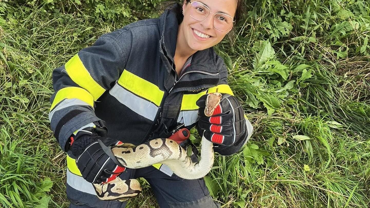 Rätsel um Riesenpython in Kärnten
