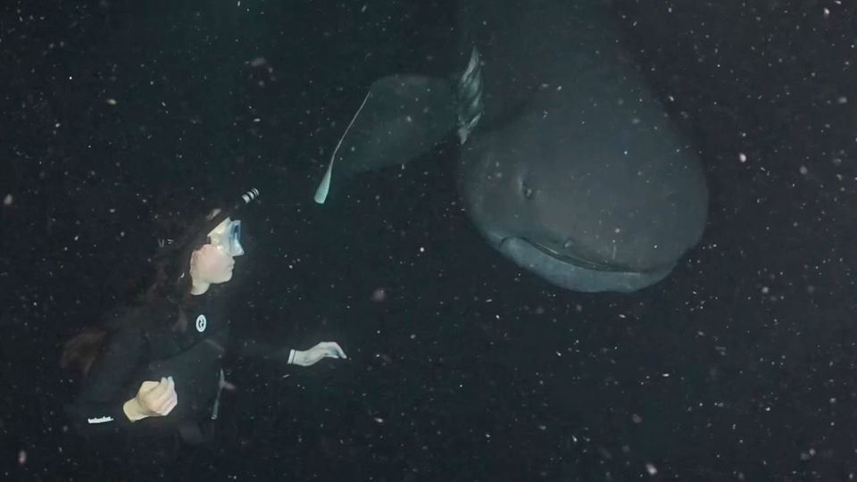 Die britische Taucherin Bee Smith machte vor der Küste Taiwans eine grandiose Entdeckung.