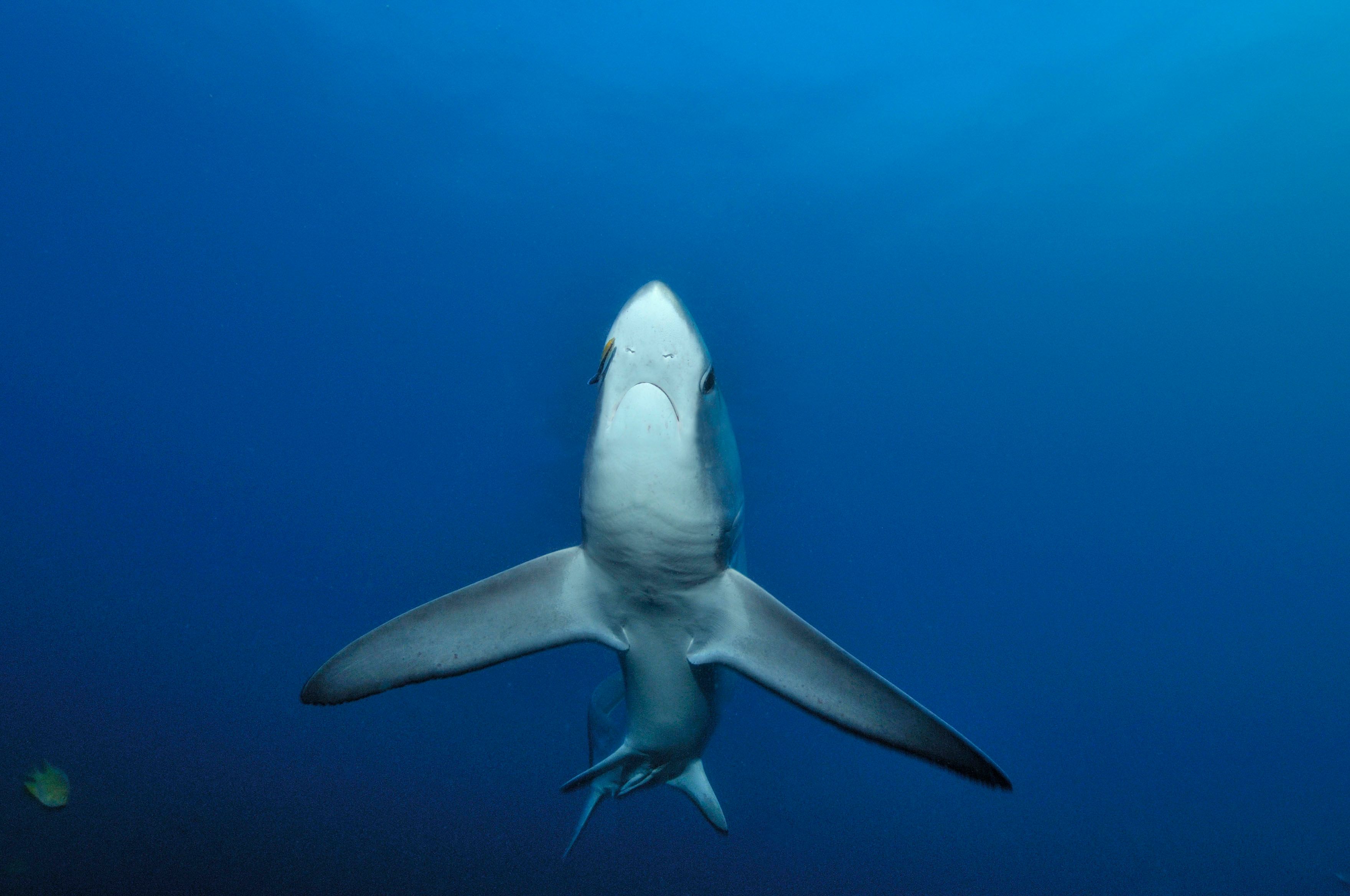 Der Gemeine Fuchshai gilt als gefährdet und ist für den Menschen ungefährlich.