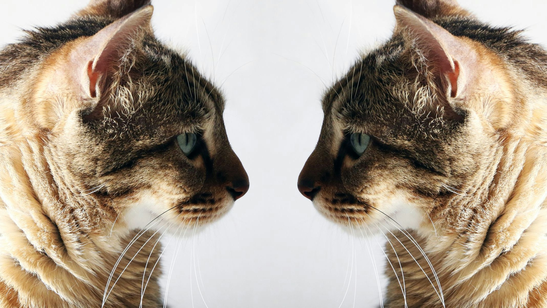 Das Labor in Marbella bietet das Klonen von Hunden, Katzen, Kamelen und Pferden an.