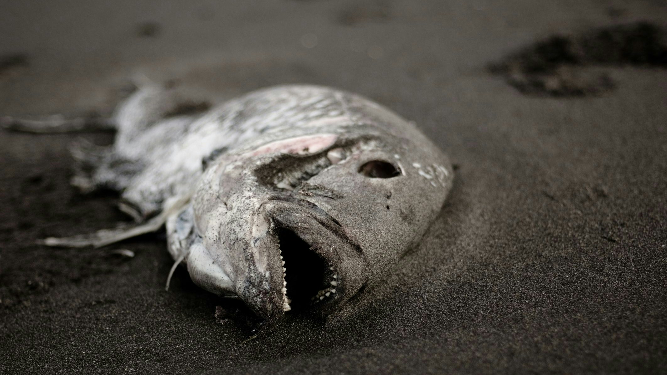 Dead, rotten fish with open mouth on black sand, focus on head.