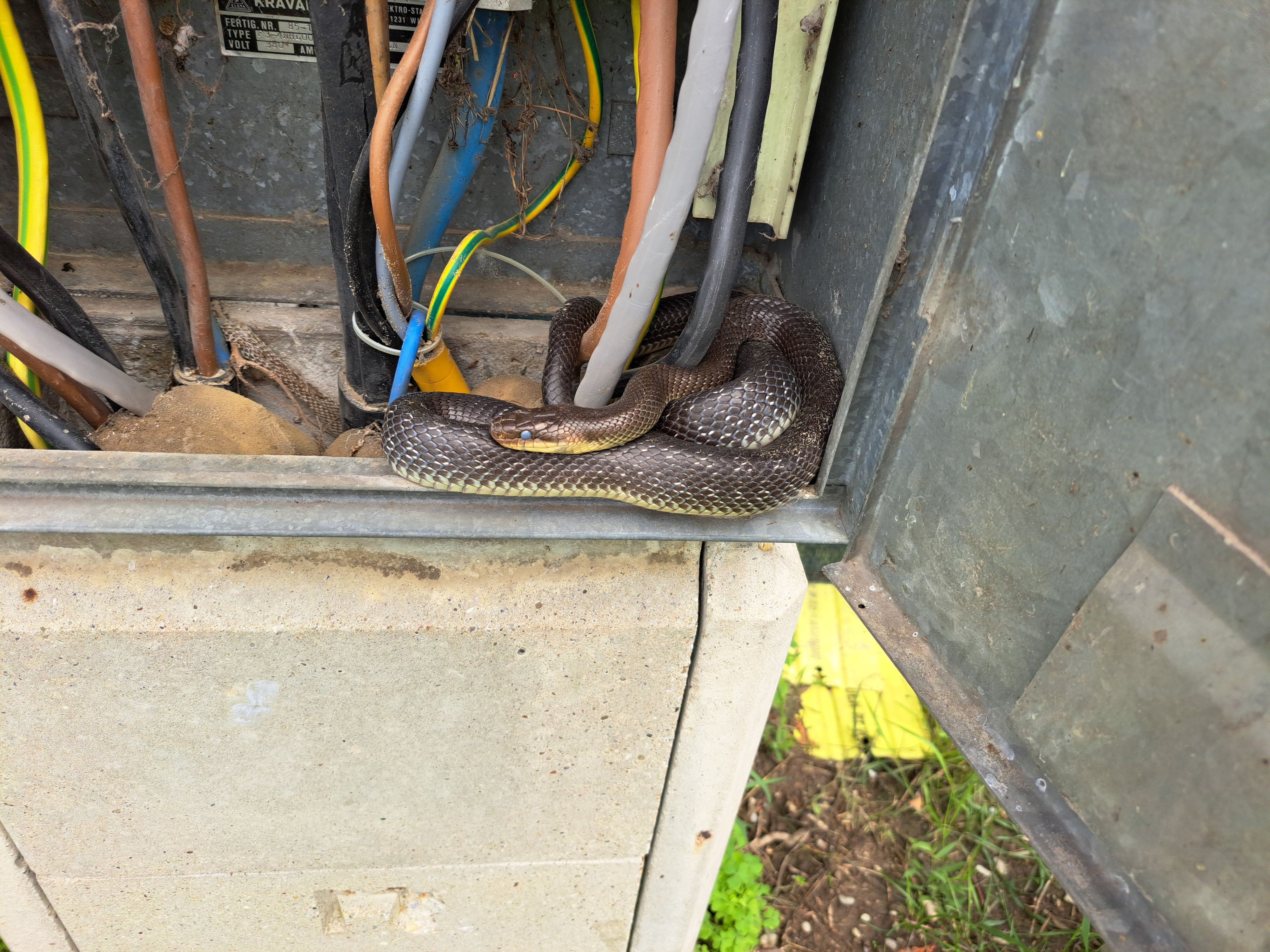 Eine 1,30 Meter lange Schlange überraschte einen Techniker bei einer Routinekontrolle.