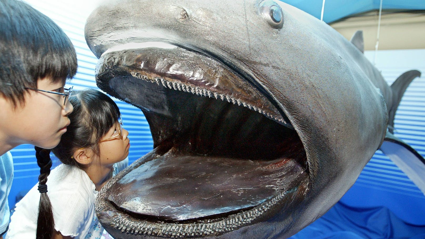 Dieses Exemplar eines 4,2 Meter langen Großmaulhais hängt im Meereskundemuseum der Tokai-Universität in Sizuoka, Japan. 