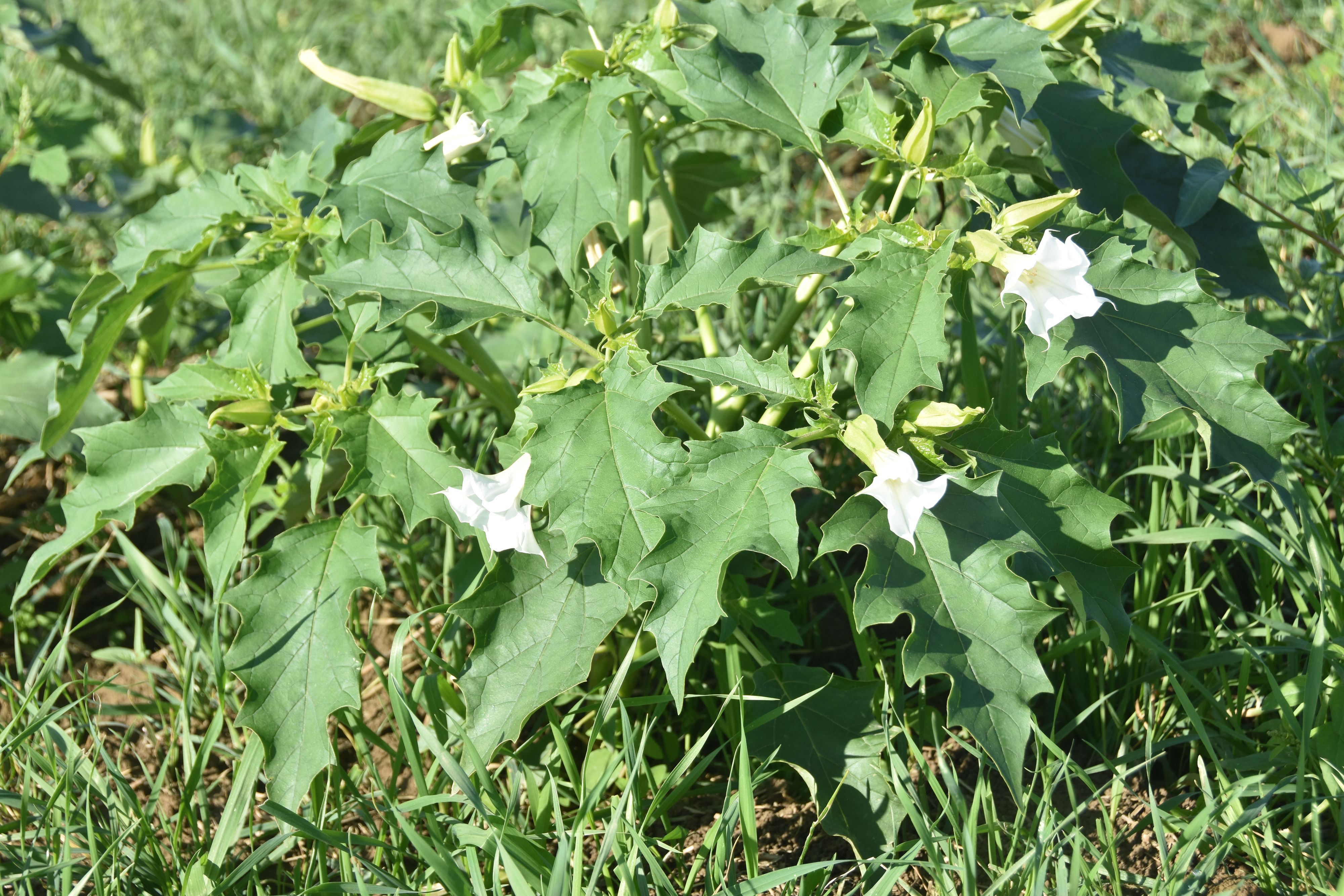 Der Stechapfel ist für Mensch und Tier stark giftig. Durch den Drusch könnte er auf die Samen des Erntegutes gelangen.
