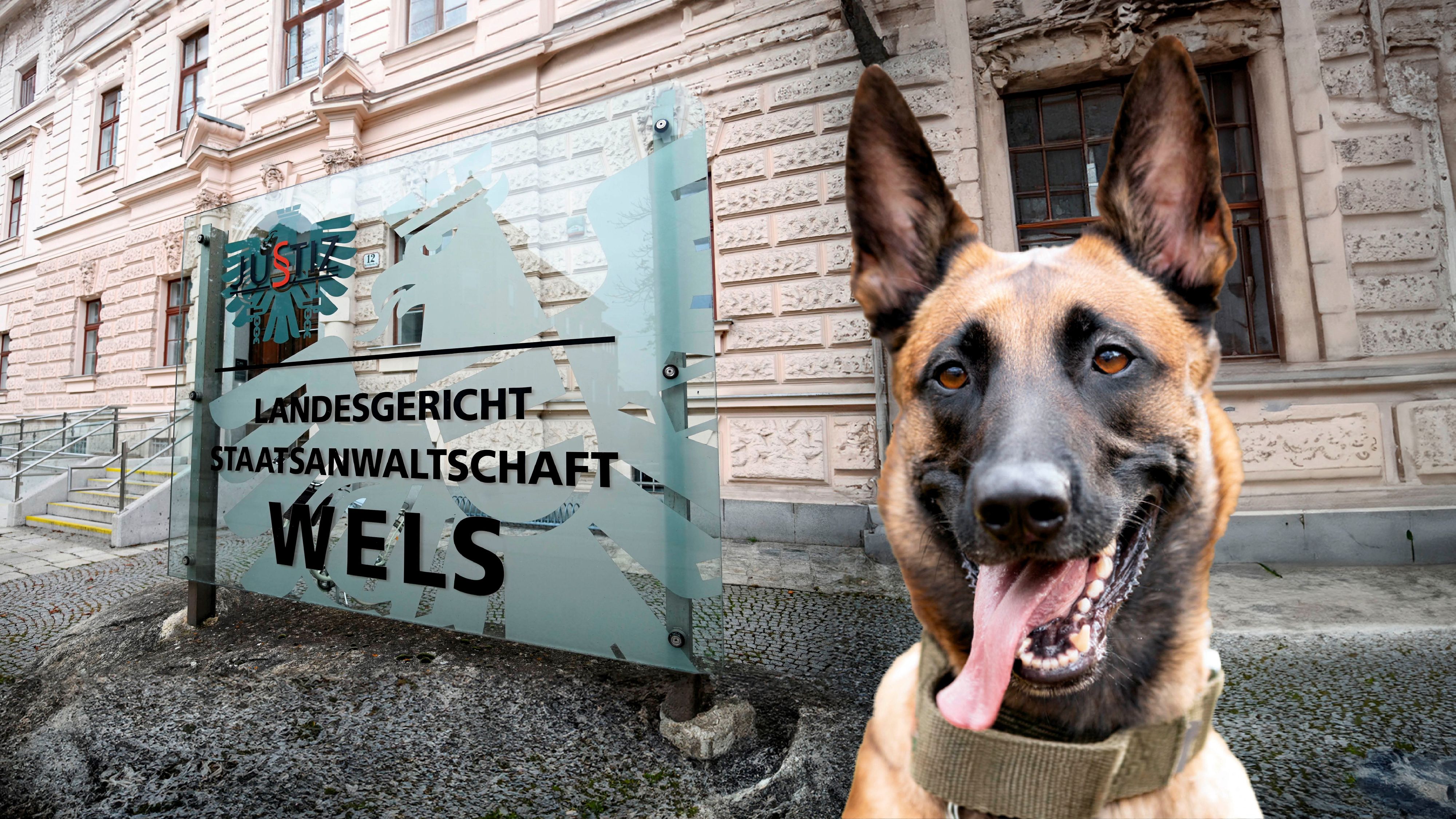 Zwei Hunde sind im Auto erstickt. Der Prozess am Landesgericht Wels wurde abberaumt. Im Bild: Belgischer Schäferhund (Symbolbild)