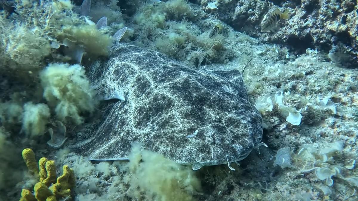 Es ist der erste Beweis von lebenden Engelhaien vor der kroatischen Küste.