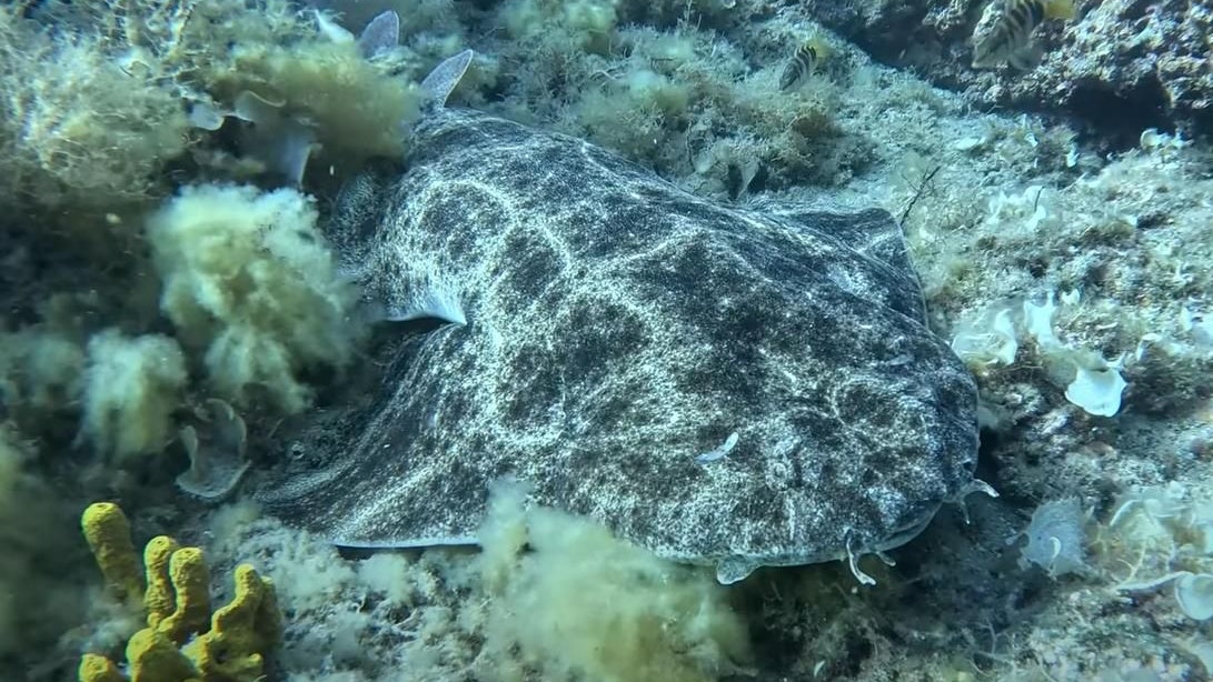 Heute.at - Hitze im Meer – DIESEN Tieren vergeht die Lust auf Sex