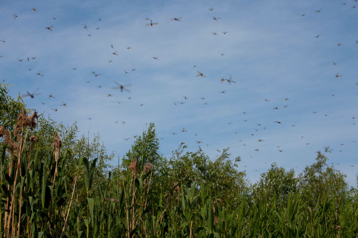 Millionen Libellen fliegen ins neue Zuhause.