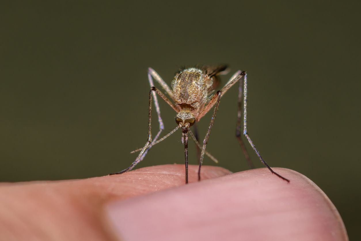 Stechmücken sind im Sommer eine Plage.