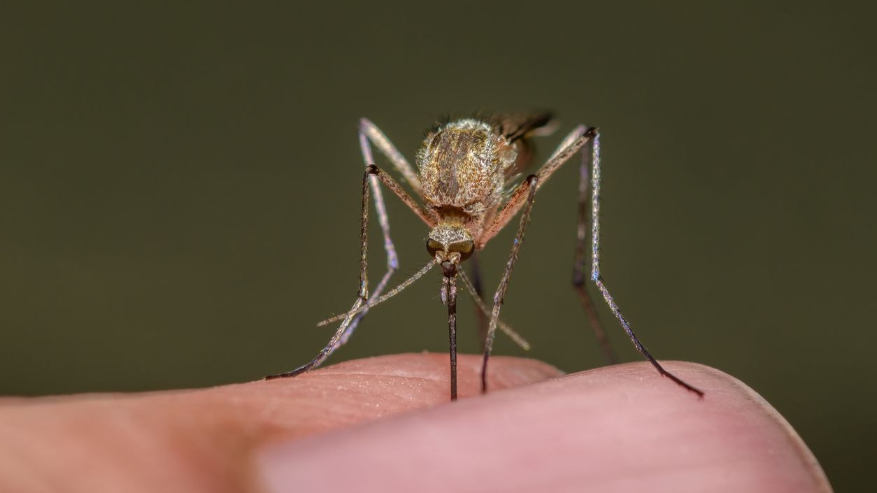 Close-up of mosquito biting person's finger