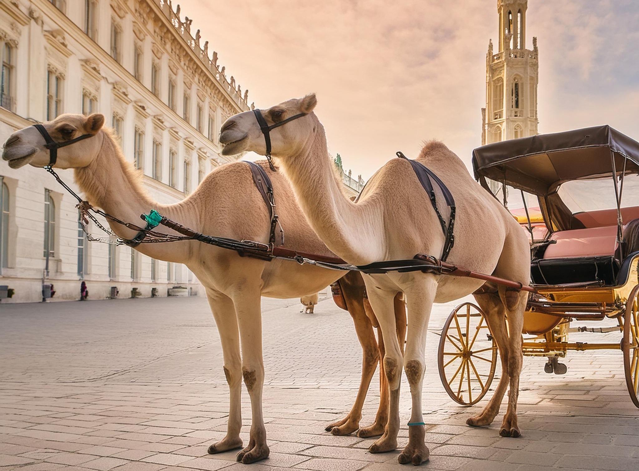 Wäre ein ungewöhnlicher Anblick: Wiener Fiaker mit Kamelen