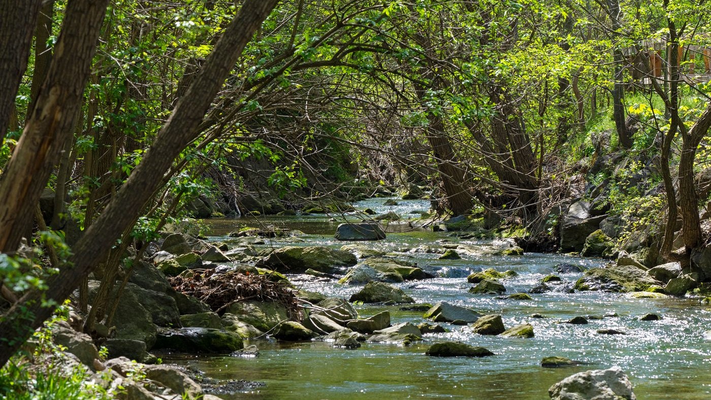 Die Renaturierungsarbeiten laufen auf Hochtouren.