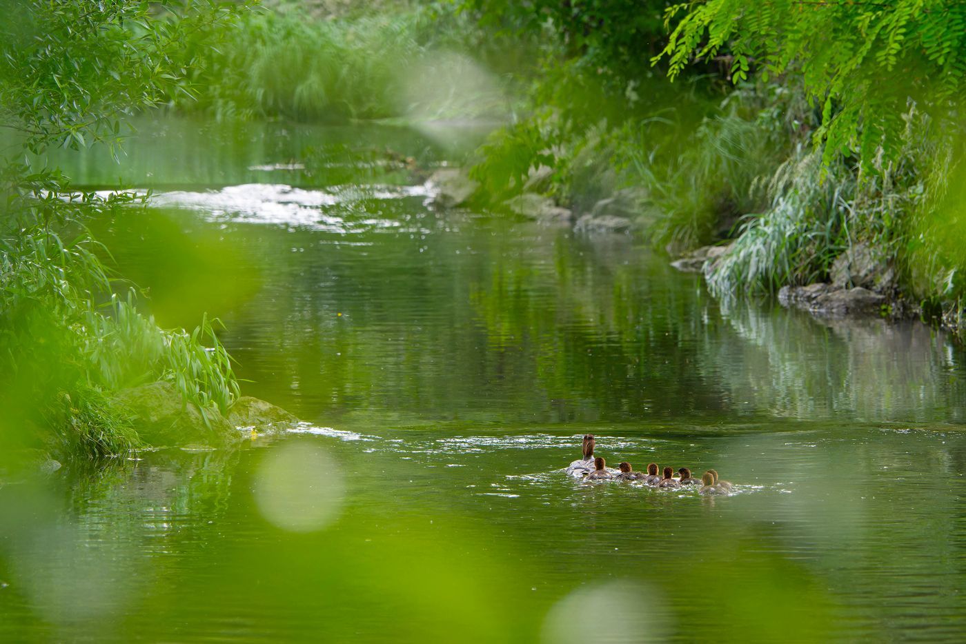 Für Tiere und Pflanzen bedeutet das Mega-Renaturierungsvorhaben am Liesingbach wertvollen Lebens- und Rückzugsraum.