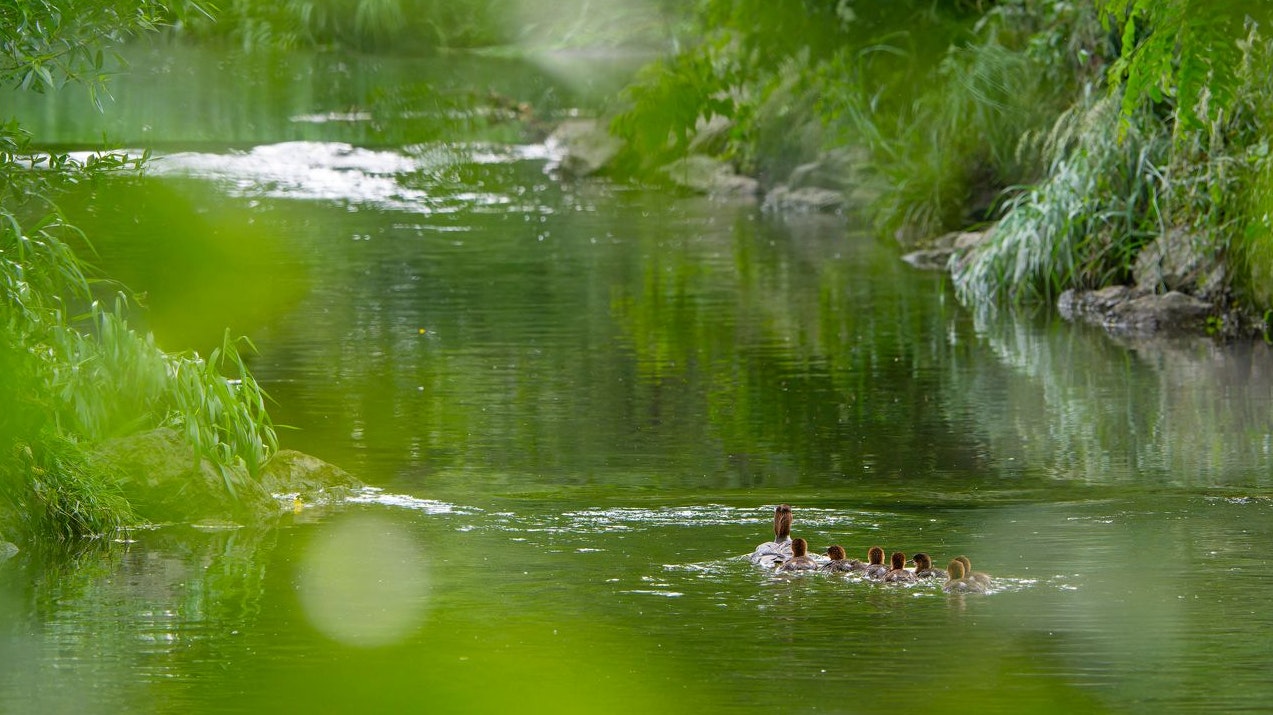 Für Tiere und Pflanzen bedeutet das Mega-Renaturierungsvorhaben am Liesingbach wertvollen Lebens- und Rückzugsraum.